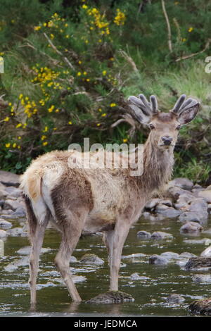 Wild red deer (Cervus elaphus) les rives de la rivière Helmsdale Sutherland en Écosse Banque D'Images