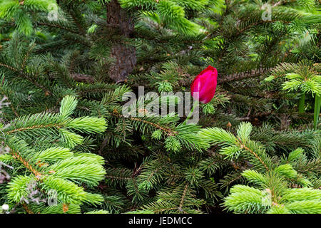 A la fin de l'épanouissement à travers les branches des choux de tulipes d'un jeune pin Banque D'Images