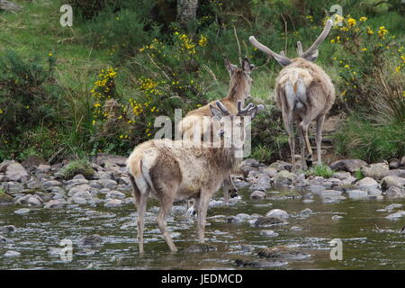 Wild red deer (Cervus elaphus) les rives de la rivière Helmsdale Sutherland en Écosse Banque D'Images