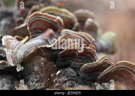 Queue de la Turquie la culture des champignons sur le bois mort au Texas Banque D'Images