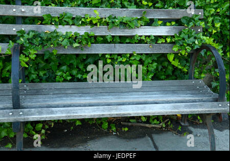 Des pics de Lierre était sur un banc de parc sur le trottoir Banque D'Images