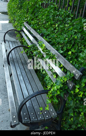 Des pics de Lierre était sur un banc de parc sur le trottoir Banque D'Images