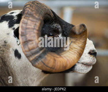 L'agriculture, les moutons : Portrait d'un Ram à l'Blackface Royal Highland Show, Ingliston, Édimbourg. Banque D'Images