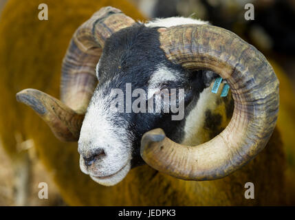 L'agriculture, les moutons : Portrait d'un Ram à l'Blackface Royal Highland Show, Ingliston, Édimbourg. Banque D'Images