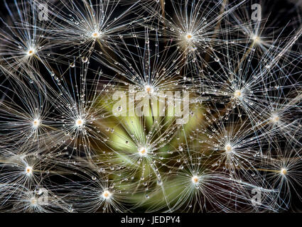Gros plan incroyable et magnifique d'un pissenlit sur fond noir avec de petites gouttelettes d'eau sur les graines blanches Banque D'Images