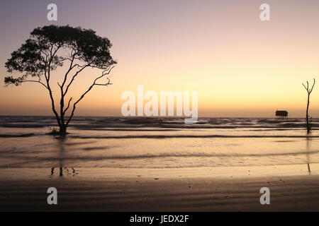 Lonely tree et de la chambre sur la plage Personne ne contexte abtract Plage Tan Thanh Cong Aller au Viet Nam travel photo Banque D'Images