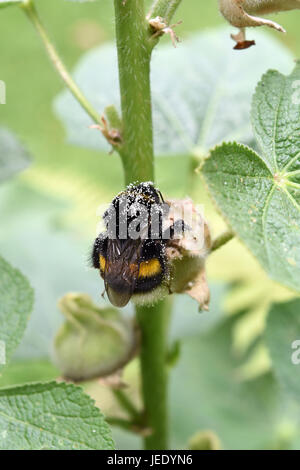 Pollinisées par les insectes pollinisateurs, avec le pollen des fleurs. Bombini. Bumblebee Banque D'Images