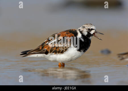 Tournepierre à collier Arenaria interpres mâle adulte en plumage d'été debout dans une piscine peu profonde sur la côte de Norfolk Banque D'Images