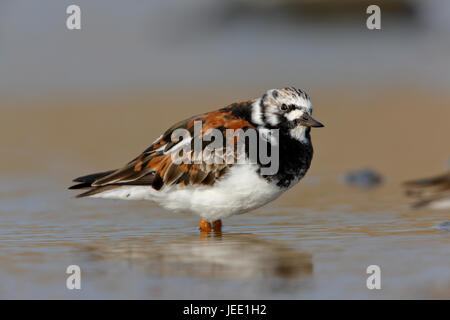 Tournepierre à collier Arenaria interpres mâle adulte en plumage d'été debout dans une piscine peu profonde sur la côte de Norfolk Banque D'Images