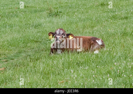 Veau longhorn anglais fixant dans un champ Banque D'Images