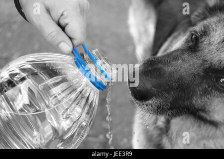 À propos de chien de berger de boire de l'eau d'une bouteille dans les mains, couleur sélective closeup Banque D'Images