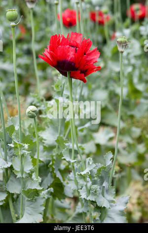 Pavot d'Orient Beauté d'Livermere - Papaver orientalis Banque D'Images