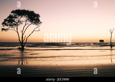 Sunrise lonely tree orange ciel sur la plage Plage Tan Thanh Cong Aller au Viet Nam Tien Giang Banque D'Images