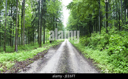 Bois, forêt, printemps, l'Autriche, chambre de sel, Banque D'Images