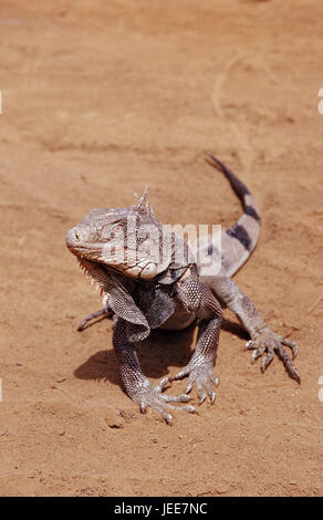 Leguan, sable, vert Iguana iguana, les Caraïbes, le sari de pièce, Banque D'Images