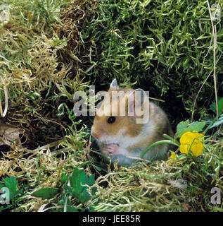 République hamster doré, Mesocricetus auratus, Banque D'Images