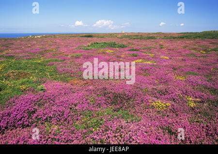 En Grande-Bretagne, les Channel Islands, Île de Jersey, paysages, fleurs sauvages, s'épanouir, en Europe, nature, végétation, largeur, loin, vue, horizon, de prairies, de fleurs, de bruyère, d'ajoncs, bell moor, période de floraison, la mer de Blossom, magenta, jaune, à l'extérieur, déserte, Banque D'Images