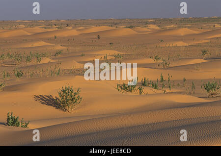 La Mauritanie, de l'erg Malichigdane, paysages sauvages, la mer de dunes, de l'Afrique, Afrique de l'Ouest, paysages, désert, dunes, désert de sable, sable, Hill, la solitude, la végétation, les plantes, Oscher, Banque D'Images