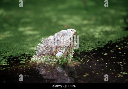 Leguan vert, l'eau, l'Iguana iguana, les Caraïbes, le sari de pièce, Banque D'Images