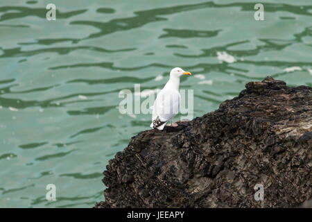 Une mouette est perché sur un rocher au bord de la mer Banque D'Images