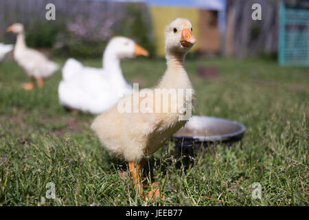 Une jeune Poule debout sur l'herbe dans une belle journée ensoleillée Banque D'Images