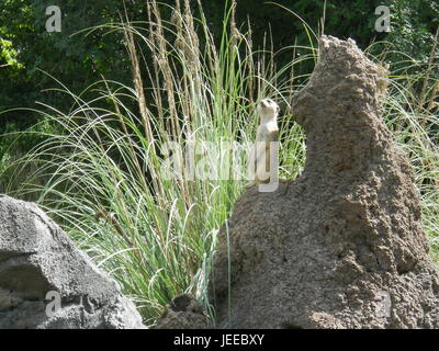 Posant le suricate Banque D'Images