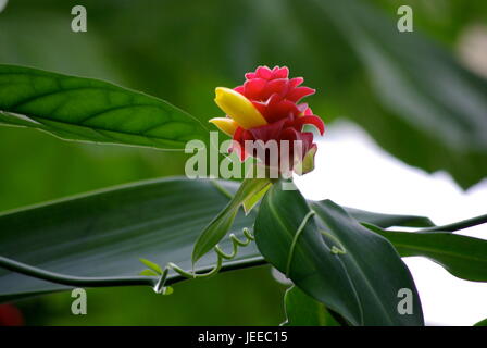 Barbados-Parrot Costus Flower Banque D'Images