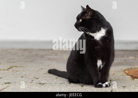 Chat Noir Avec Des Taches Blanches Assis Tete De Profil Avec A Gauche Faible Profondeur De Champ Photo Stock Alamy