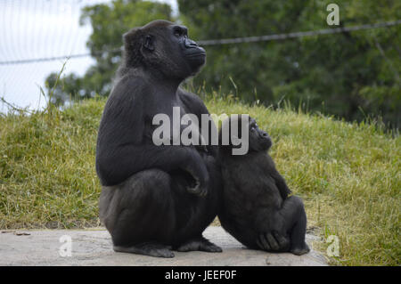 Mère et fille gorilla en plein air Banque D'Images