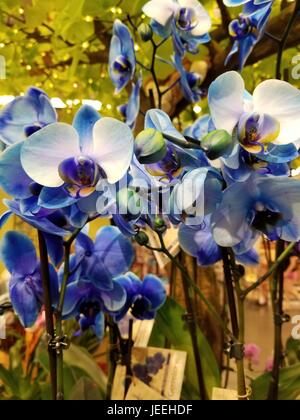 Photo de belles orchidées bleu non coupée dans un cadre naturel, faisant ressortir la variété de couleurs bleu qui sont devenus la base de cette fleur. Banque D'Images