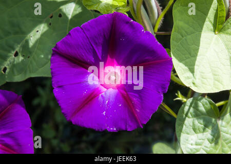 Belle purple Morning Glory en fleur. Banque D'Images