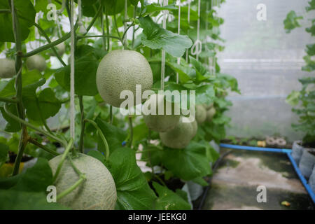 Les jeunes Japonais de melons ou melons cantaloup et melon vert plantes croissant en serre. Banque D'Images