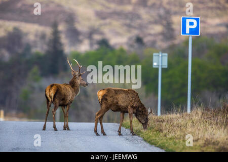 Red Deer stag sur route à côté d'une voiture parking sign. Banque D'Images