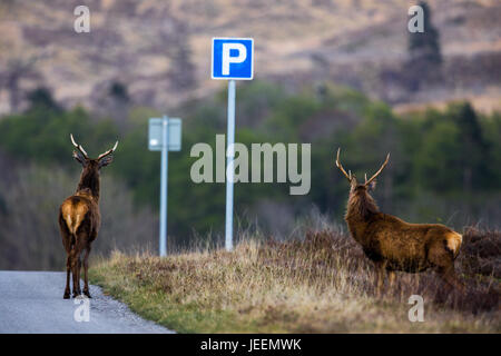 Red Deer stag sur route à côté d'une voiture parking sign. Banque D'Images