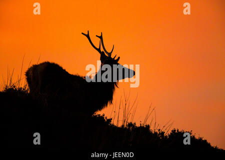 Red Deer stag au coucher du soleil, la Louviere, Ecosse Banque D'Images