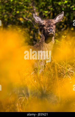 Red Deer Hind dans Florennes, Ecosse, Royaume-Uni. Banque D'Images