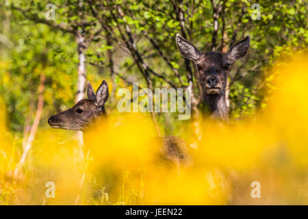 Red Deer Hind dans Florennes, Ecosse, Royaume-Uni. Banque D'Images