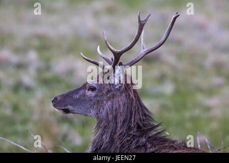 Red Deer Stag, Marchin, Ecosse Banque D'Images