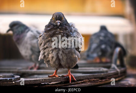Contact avec les yeux d'un pigeon ramier ébouriffé après une douche à effet pluie. Venise Italie Banque D'Images