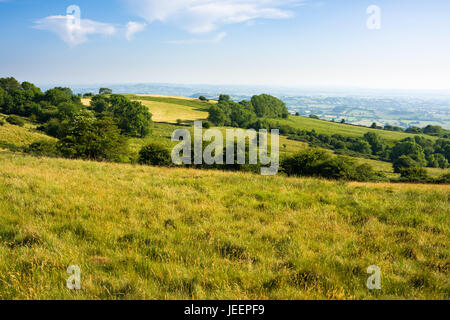 Deerleap sur la pente sud-ouest de l'Mendip Hills près de Westbury-sous-Mendip, Somerset, Angleterre. Banque D'Images