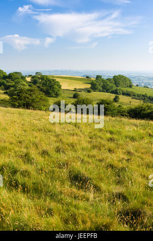 Deerleap sur la pente sud-ouest de l'Mendip Hills près de Westbury-sous-Mendip, Somerset, Angleterre. Banque D'Images