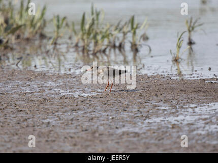 Chevalier arlequin Tringa totanus, réserve naturelle RSPB Titchwell à,Norfolk, Juin 2017 Banque D'Images