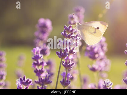 Gros plan du papillon blanc assis sur fleur de lavande Banque D'Images