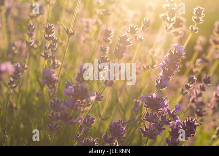 Champ de fleurs de lavande en soleil Banque D'Images