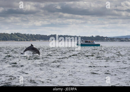 Deux grands dauphins communs, violer en face d'observation de dauphins, bateau Chanonry Point, Black Isle, Moray, Ecosse, Royaume-Uni Banque D'Images