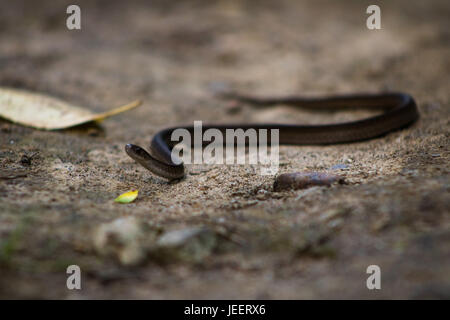 Images de highbanks metro park, Columbus, OH Banque D'Images