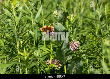 Images de highbanks metro park, Columbus, OH Banque D'Images