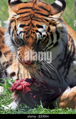 Tigre du Bengale, Panthera tigris tigris Banque D'Images
