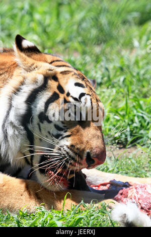 Tigre du Bengale, Panthera tigris tigris Banque D'Images