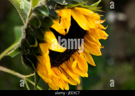 Un beau matin, tournesol, qui se tient droit et non perturbé par la nature. Banque D'Images